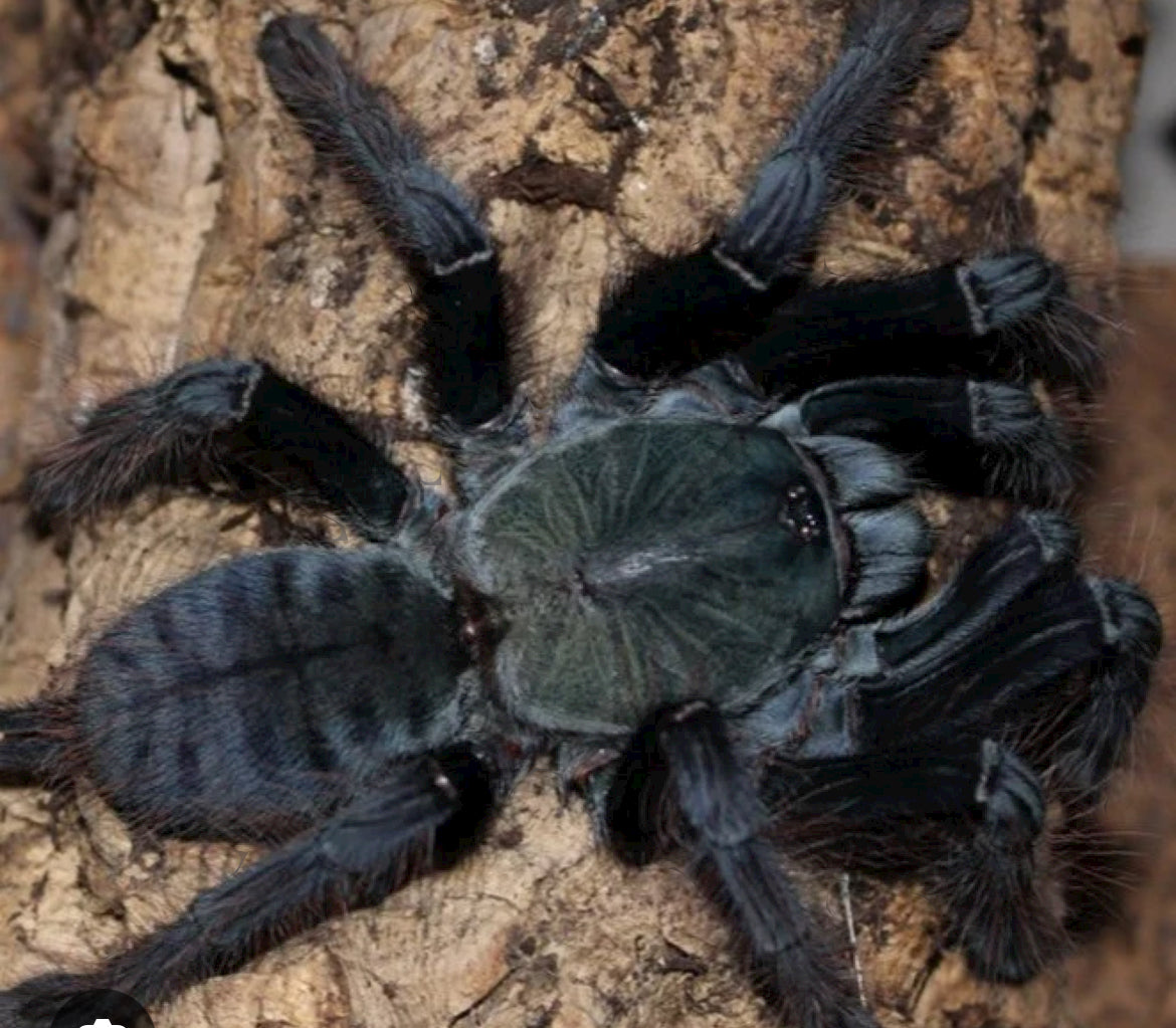Omothymus sp Valhalla ( Emerald shadow tree tiger)1”