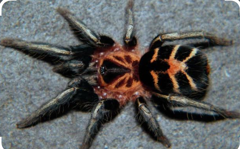 Cyriocosmus leetzi(Venezuelan dwarf beauty).125-.25”