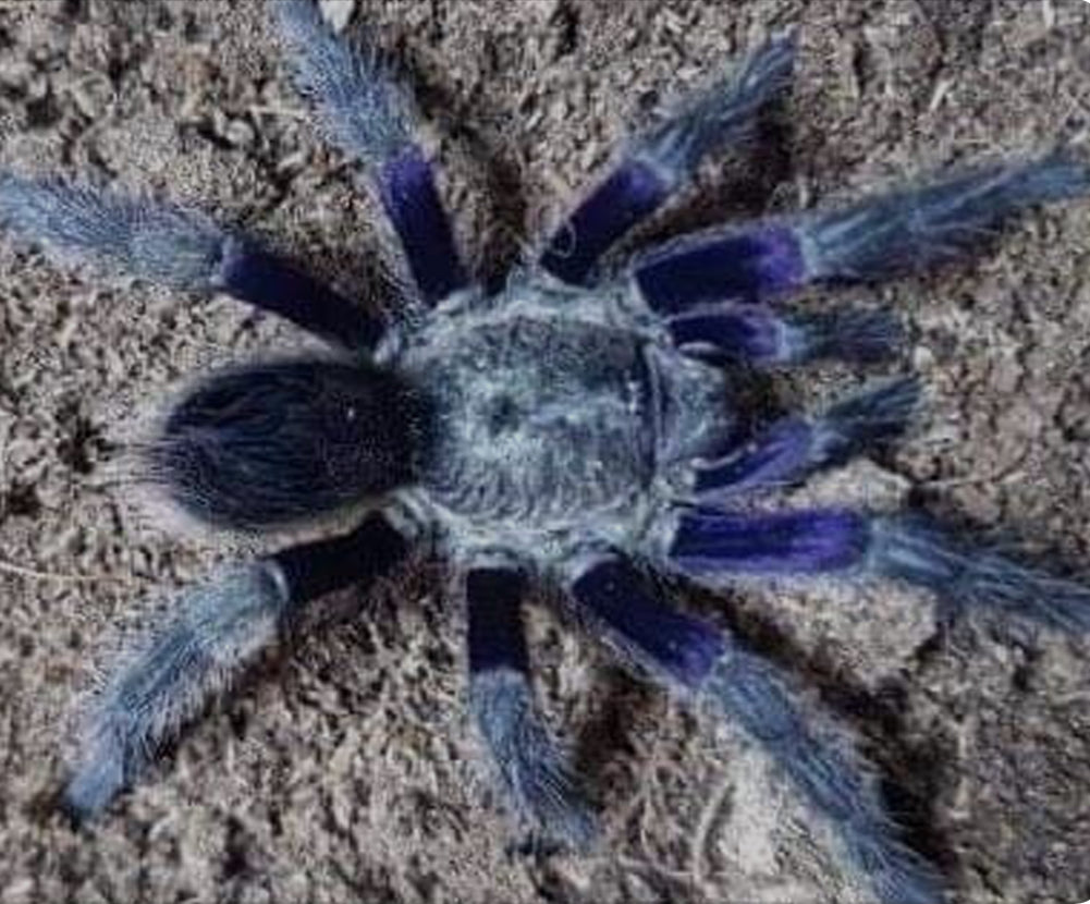 Euathlus truculentus (chilean blue femur)1”