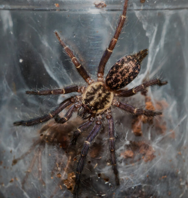 Heterothele gabonensis (Gabon Blue Dwarf) .25”