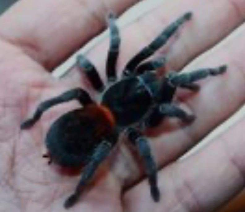 Homoeomma chiliense (Chilean flame) .25-.5”