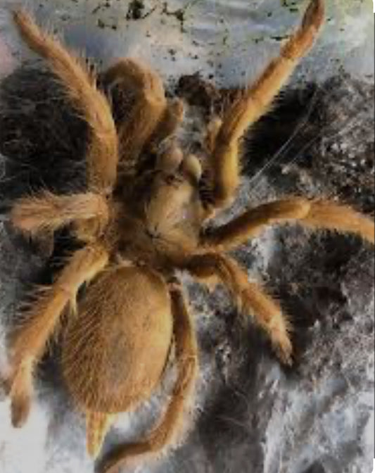 Chilobrachys sp 'Sai Yok' (Sai Yok Gold) 0.75"