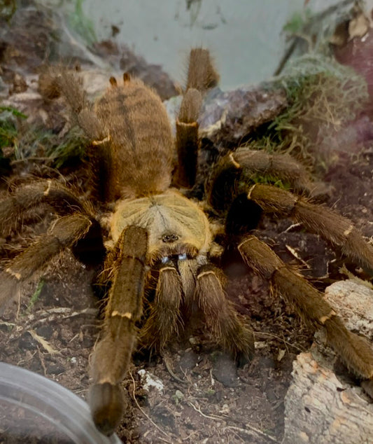 Cyriopagopus c.f. schmidti (Phong Nha-Ke Bang) 1.5”female
