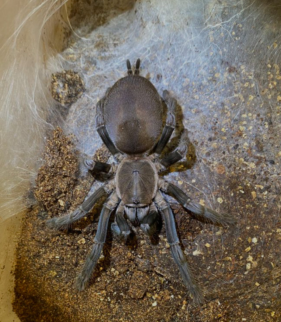 Selenocosmia crassipes (Australian Whistling Spider) .5”