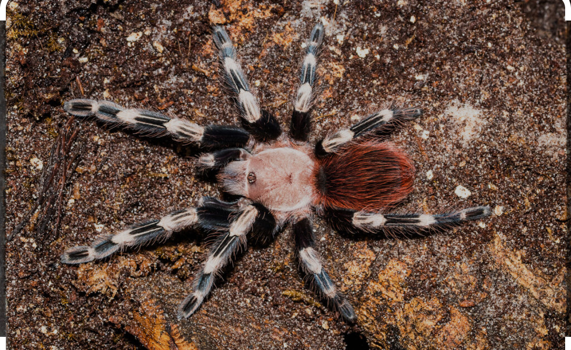 Vitalius chromatus (Brazilian Red & White) .5”freebie over $250