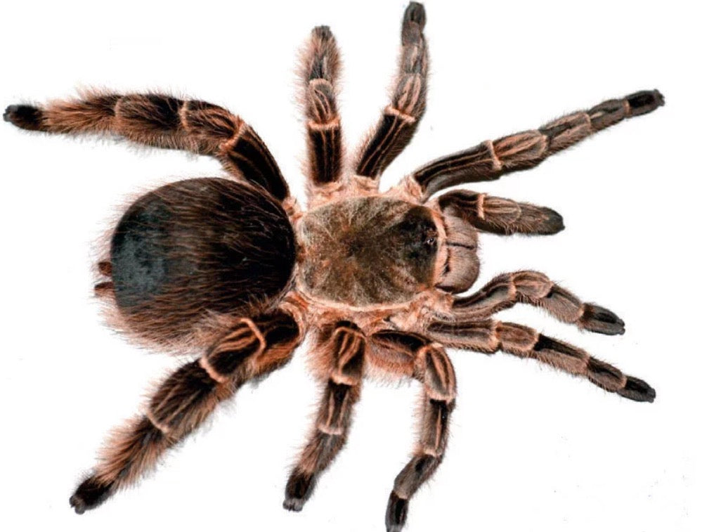 Eupalaestrus larae ( Gold zebra beauty).25-.5”