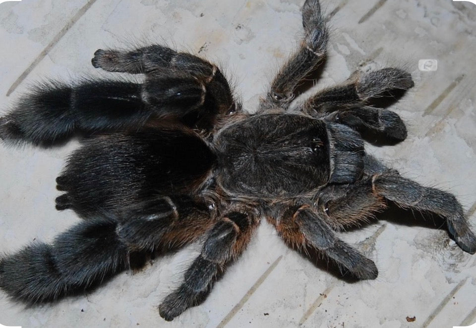 Eucratoscelus pachypus (stout leg baboon) .5”