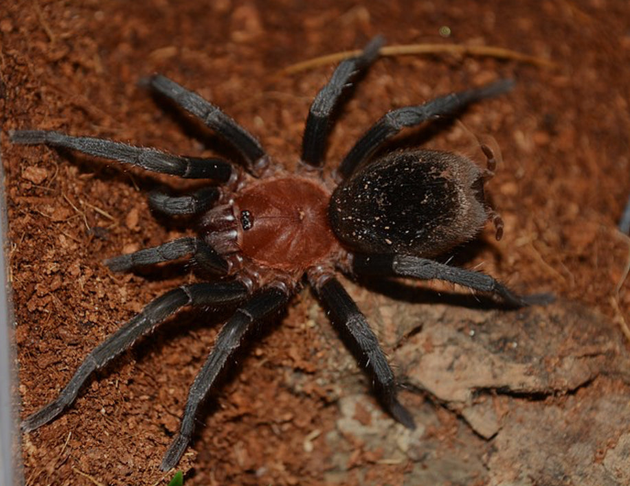 Bumba horrida ( Brazilian red head) .75”