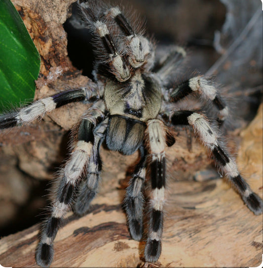 Poecilotheria miranda
-Bengal Spotted Ornamental .75”