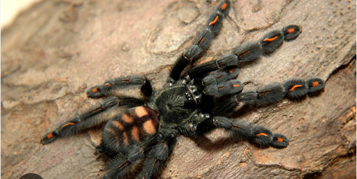 Psalmopoeus irminia (Venezuelan Suntiger).5”