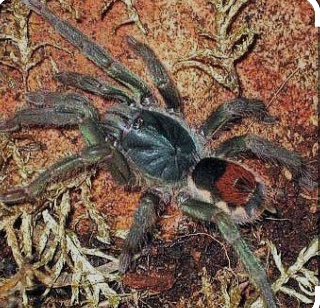Neostenootarsus sp 'Surinam'.25”