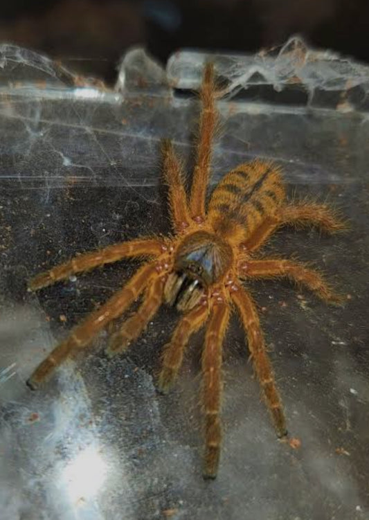 Ornithoctoninae sp. Hon Sej(Blue blaze tarantula).5”