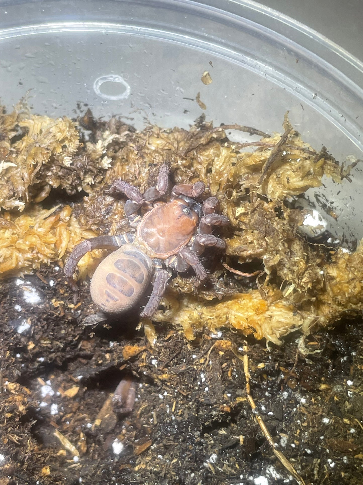 Luthela yuncheng (Segmented Trap Door)1-1.5”