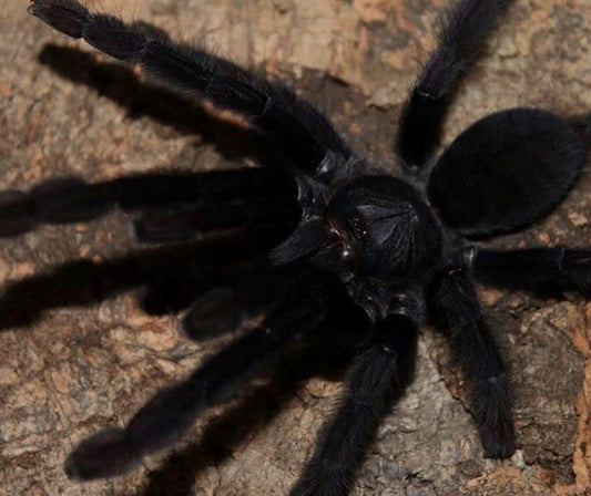 Lampropelma nigerrimum (Sangihe Island black).5-.75”
