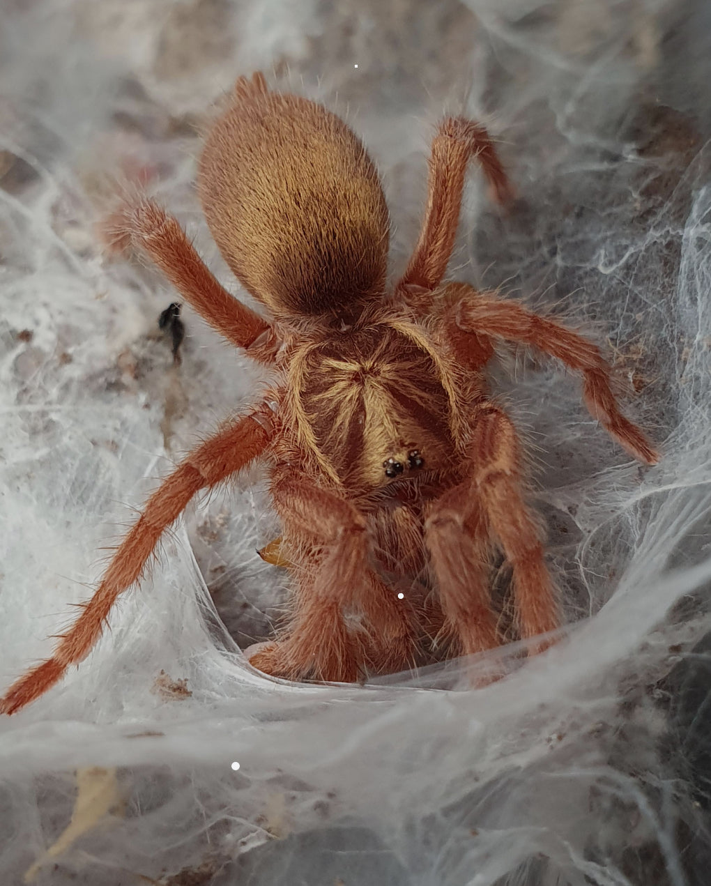 Neoholothele incei (Gold)1”