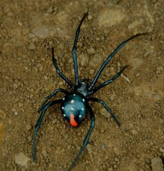 Latrodectus menavodi (Madagascar widow).5” females
