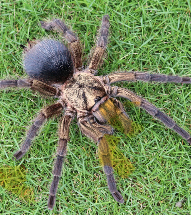 Phormictopus auratus ( Caribbean bronze).75”