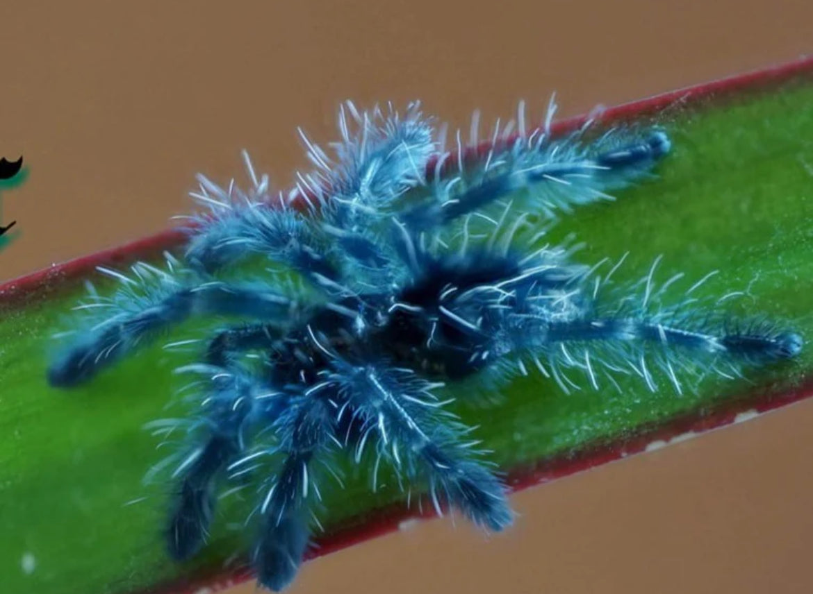 Caribena versicolor (Martinique Pink Toe).5”