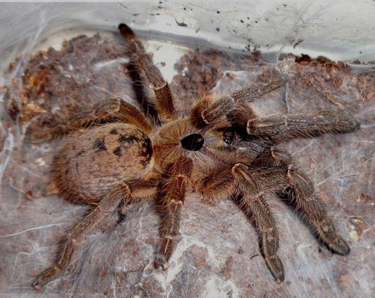 Ceratogyrus sanderi (Namibian horned baboon).5”