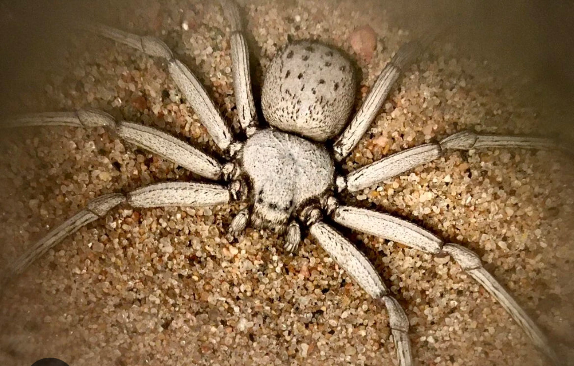 Sicarius thomisoides(Chilean Six-Eyed Sand Spider).25-.5”