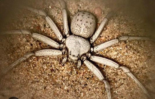 Sicarius thomisoides(Chilean Six-Eyed Sand Spider).25-.5”