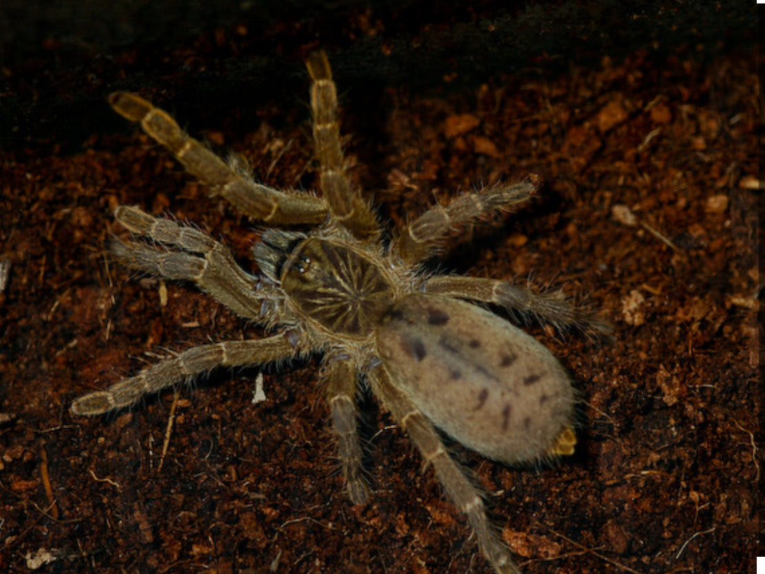 Pterinochilus lugardi (Dodoma Baboon) .5"