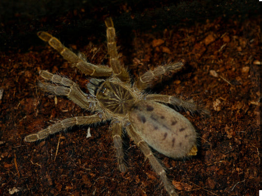 Pterinochilus lugardi (Dodoma Baboon) .5"