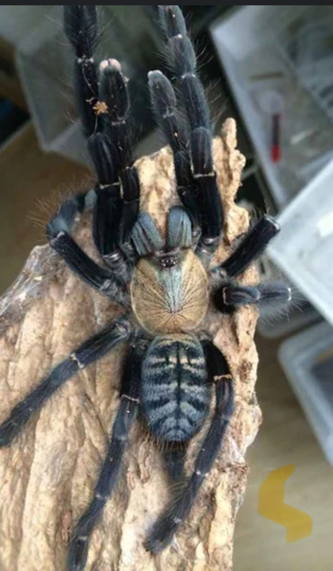 Omothymus sp Sumatran tiger 2” female