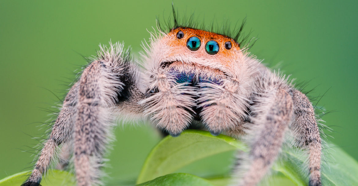 Phidippus Regius (Regal Jumping spider) female
