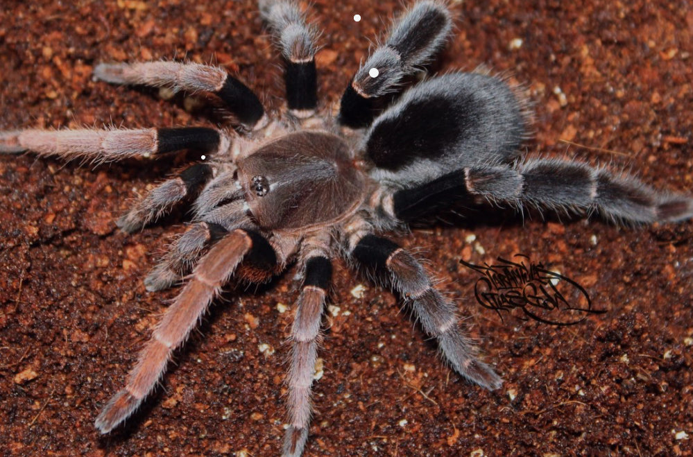 Lyrognathus giannisposatoi (Sumatran Stout-leg) 2”