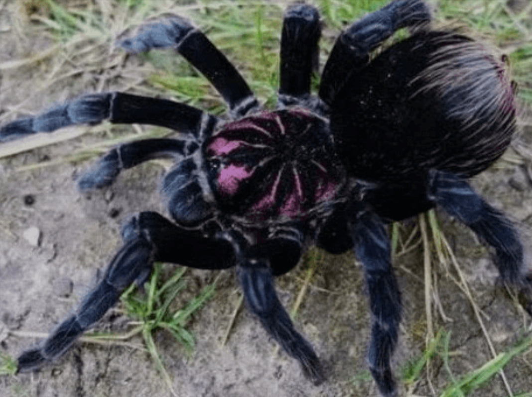 Xenesthis sp 'Megascopula' 1.5"