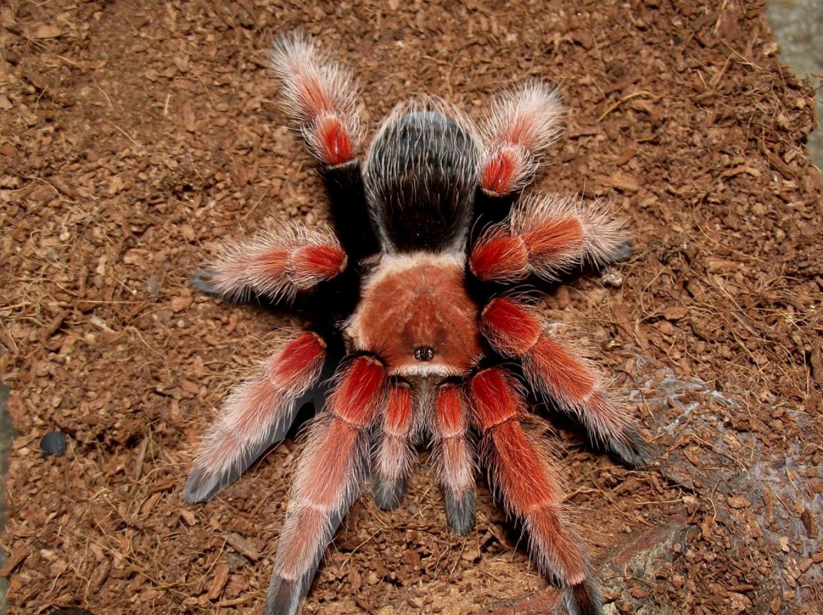 Brachypelma Boehmei (Mexican Fireleg)1”