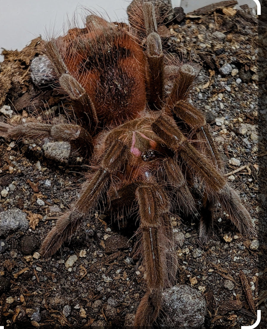 Pamphobeteus sp magna (Ecuadorian magna birdeater)3”female