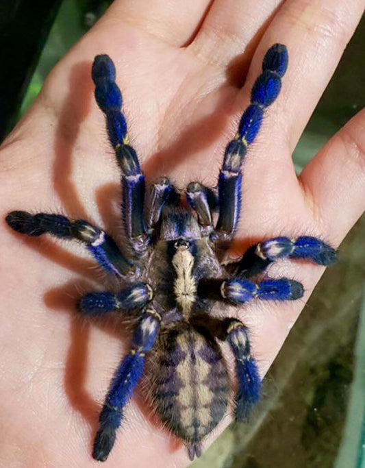 Poecilotheria Metallica (Gooty sapphire ornamental)1”