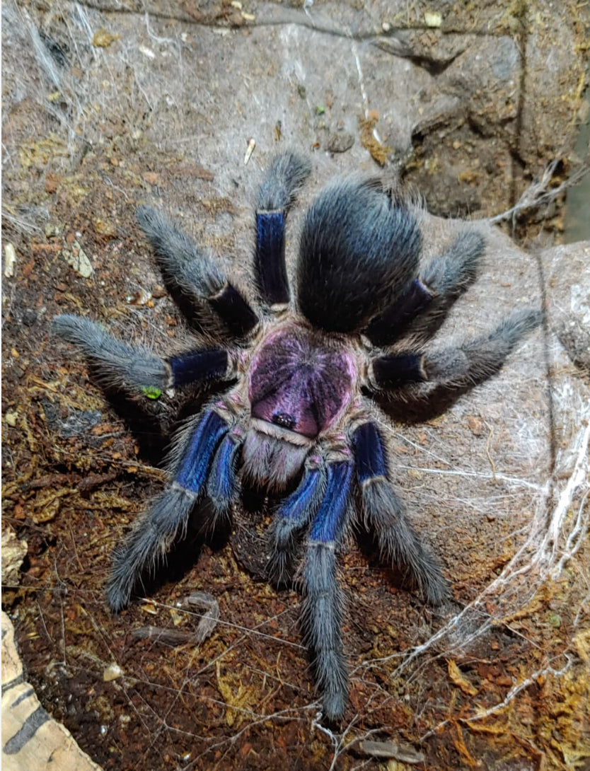 Phormictopus sp Dominican purple bird eater 1”