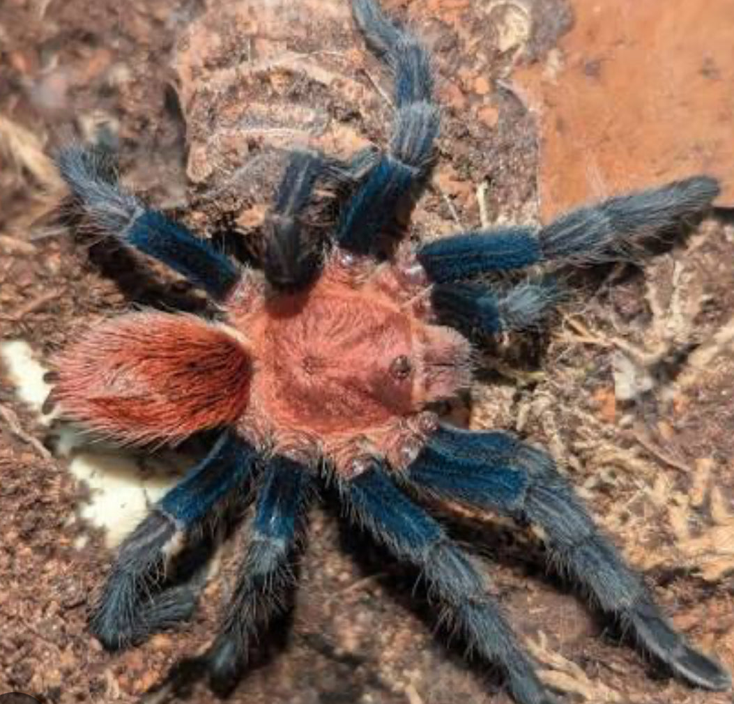 Bonnetina tanzeri (Michoacan red Rump)1.5”