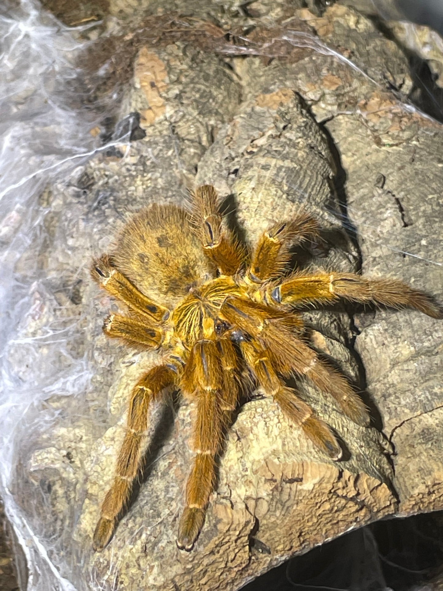 Pterinochilus murinus 'TCF' (Orange Starburst Baboon) .75”