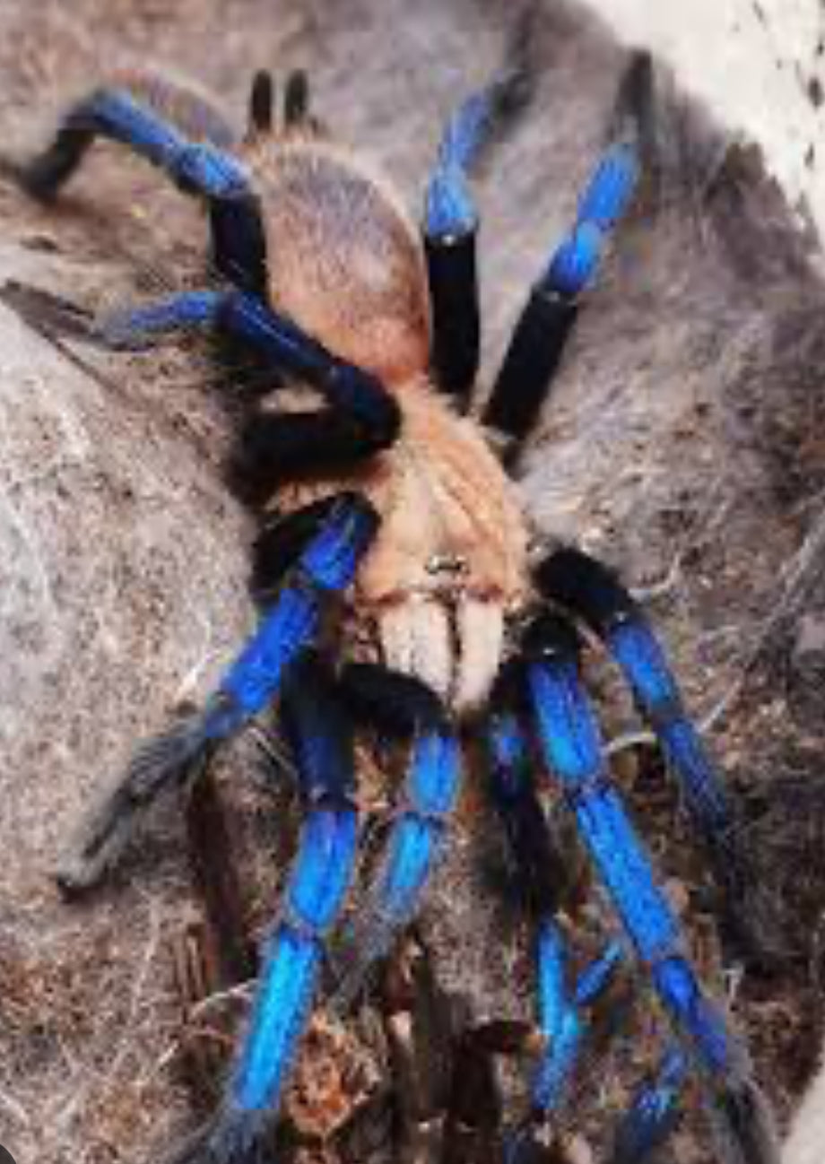Birupes simoroxigorum ( Neon blue leg).5-.75”