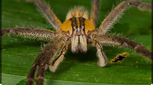 Cupiennius getazi (Spot leg bromeliad spider).75”