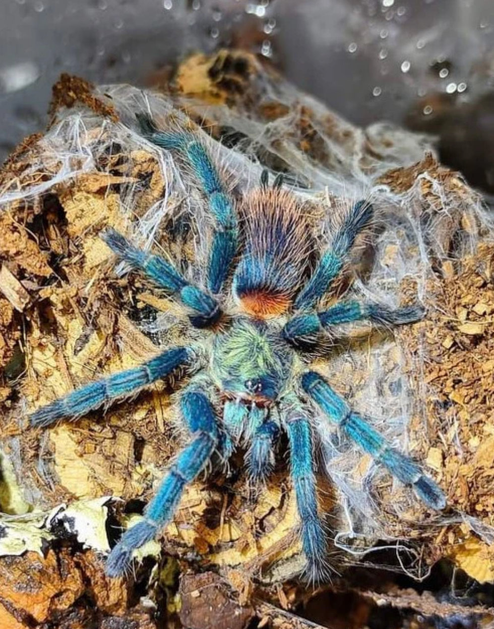 Dolichothele diamantinensis (Brazilian Blue Dwarf Beauty).5”