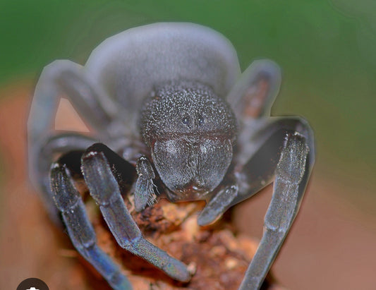 Eresus Walckenaeri ( Black Velvet Spider).25”