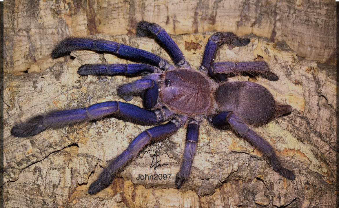 Chilobrachys dyscolus (Vietnam Blue)
0.5"