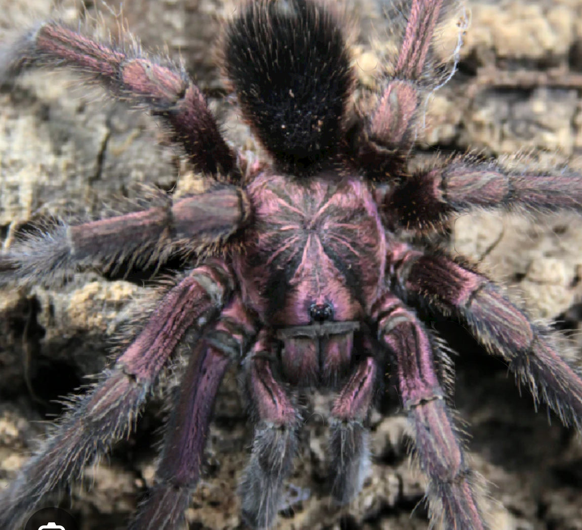 Phormictopus atrichomatus (Red Island Birdeater).75”