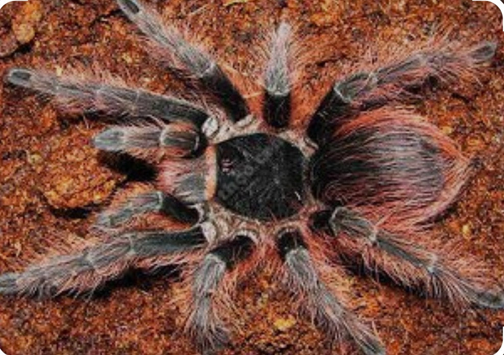Nhandu carapoensis (Brazilian Red & Black) 1”