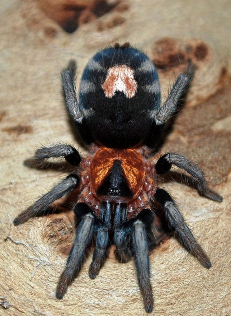 Cyriocosmus elegans (Love heart butt)