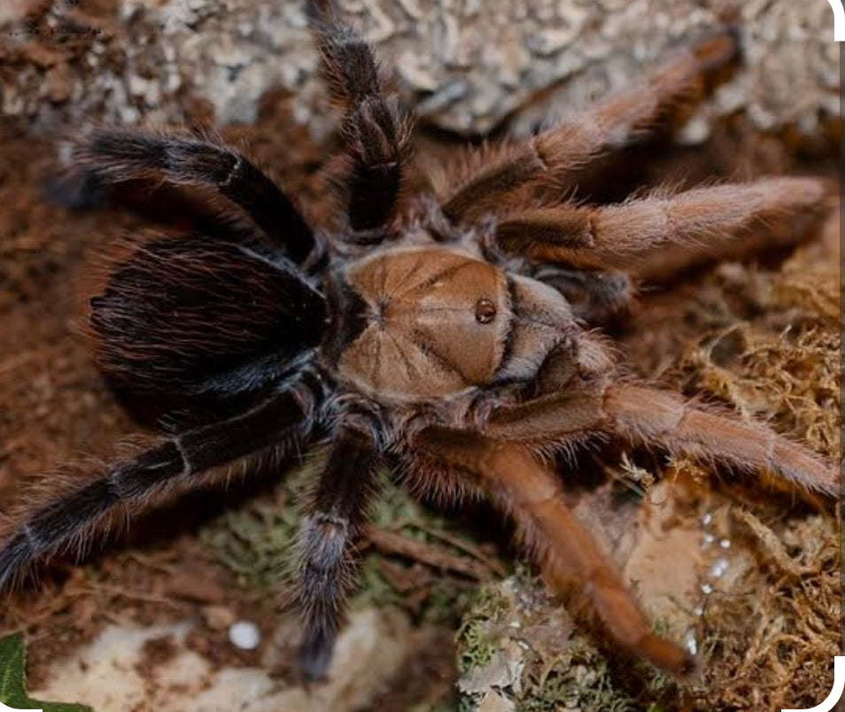 Aphonopelma sp 'Diamondback' (Desert diamondback).25-.5”