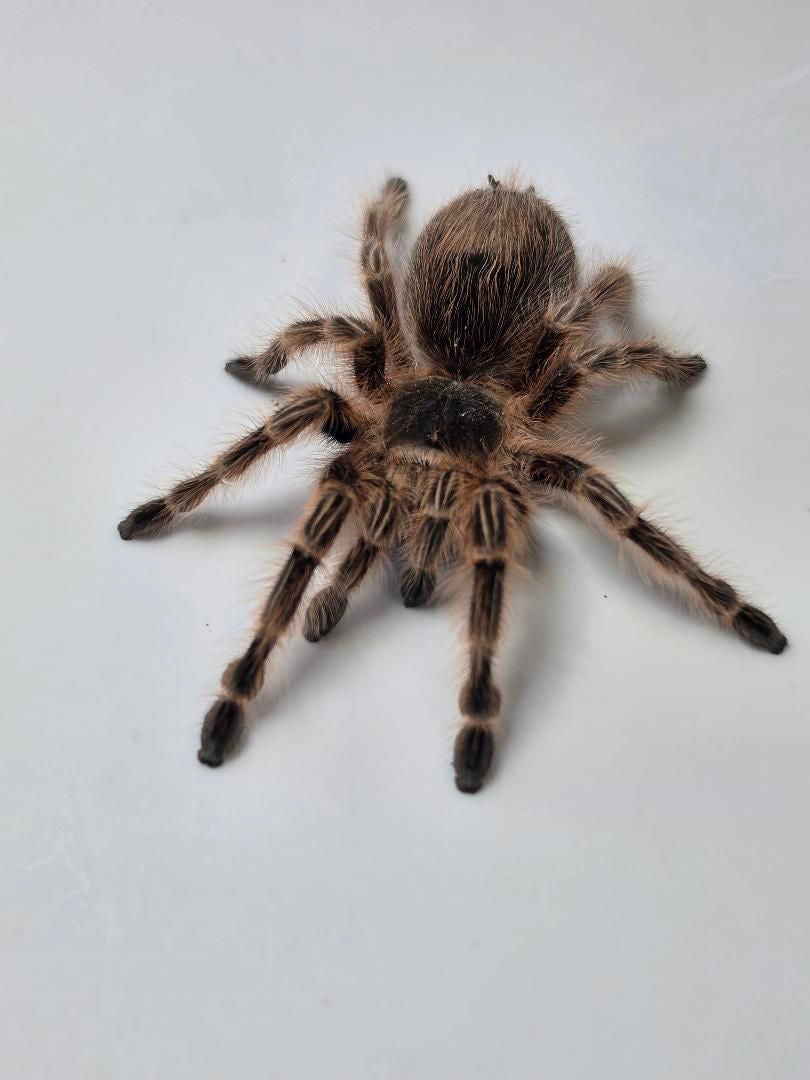 Grammostola sp conception 4-5” female