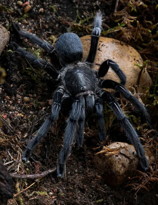 Chilobrachys sp. 'Kaeng Krachan' (Dark earth tiger) .5-.75”