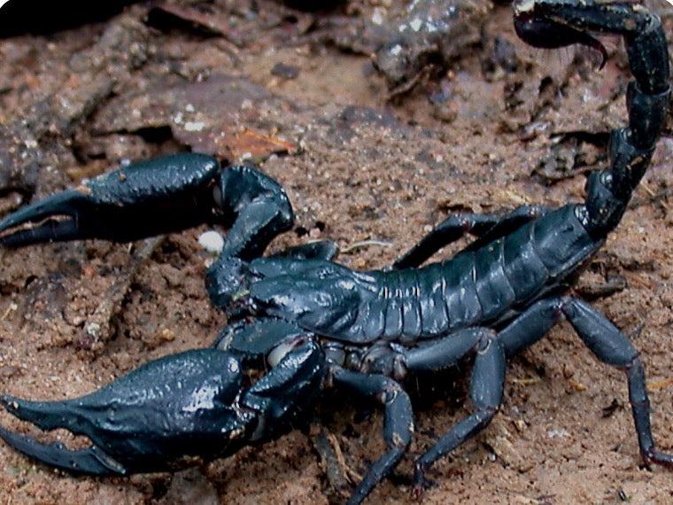 Heterometrus spinifer (Asain forest scorpion) 1” cb