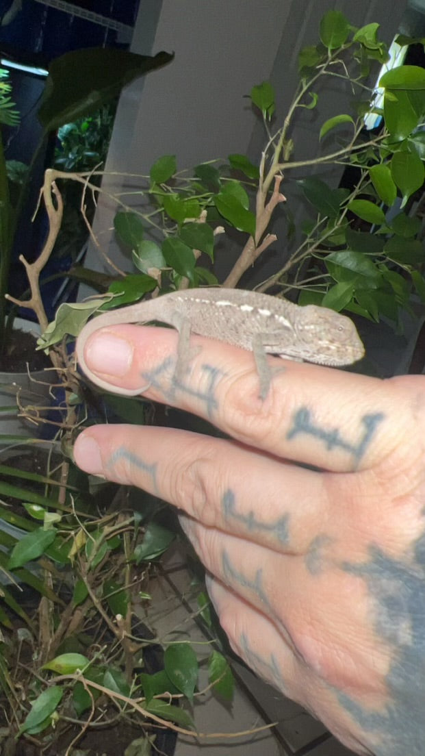 Ambilobe Panther Chameleon (baby)